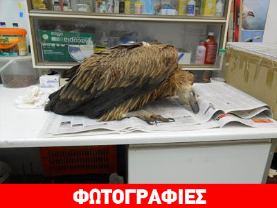 Απαγορευμένα εντομοκτόνα κυκλοφορούν ανεξέλεγκτα στην Κρήτη